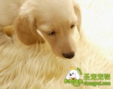 宠物营养性贫血的诊断和治疗