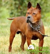 川东猎犬出现馈斑该如何治疗