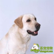 狗狗鼻子色素减退的原因是什么