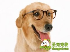 狗狗鼻子异常的几种情况