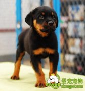 罗威纳幼犬的训养方法方法