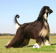 阿富汗猎犬的育种历史