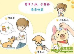 喂狗狗各种药的方法