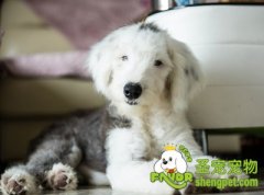 让狗狗独自在家，它会感到孤独吗？