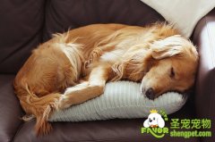 狗狗换毛季对抗毛发有妙招