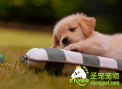 养狗狗必备的用品合集