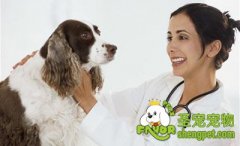 狗狗看病诊断的两种方法