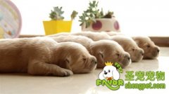 狗狗腹泻的原因及治疗方法