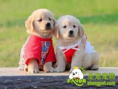 狗狗维生素C缺乏的症状和治疗方法