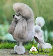 参赛贵妇犬的毛发护理方法