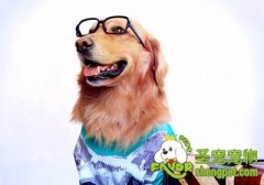 给狗狗选择狗粮必考虑的事项