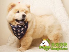 怎样判定狗狗是否肥胖