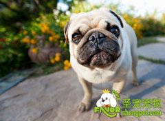 狗狗咳嗽、喷嚏、流鼻涕原因症状及预防治疗