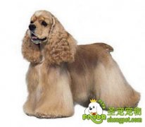 可卡犬的美容方法