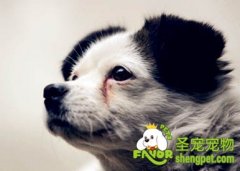狗狗泪痕的原因及去除方法