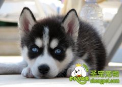 狗狗感冒也有真假