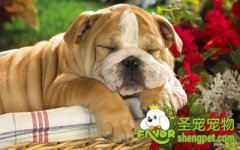 狗狗维生素D过剩的诊断和治疗方法