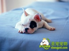 洗澡过多威胁小狗健康