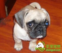 狗狗钩端螺旋体病的诊断和治疗方法