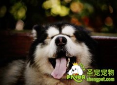 关于狗狗呕吐的原因及治疗方法