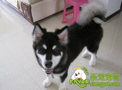 夏季狗狗养护的注意事项