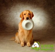 狗狗为什么会埋骨头