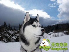 狗狗之间是如何进行沟通的