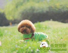 为什么狗狗小便的样子很奇怪