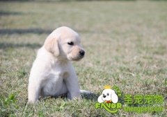 为什么要让狗狗吃狗粮的原因