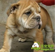 狗狗牙齿和眼睛的美容方法