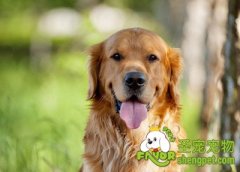 狗狗口腔美容护理的方法