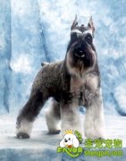 雪纳瑞立耳的美容过程