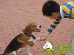 训练狗狗的禁忌事项