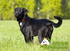 狗狗突然变胖或变瘦的原因