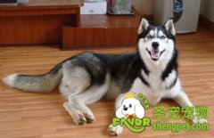 狗狗看家的训练方法