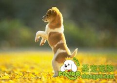 聪明的狗狗训练之作揖