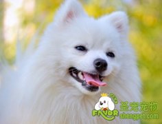 影响狗狗训练效果的几点原因