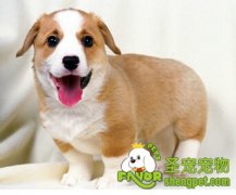 聪明的狗狗训练之前来