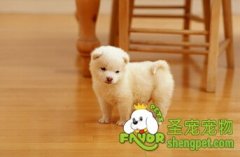 初次养狗该怎么选