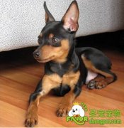 聪明的狗狗训练之卧下