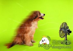 炎热夏季如何给狗狗降温