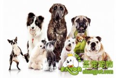 狗狗生病如何选医院