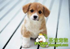 如何清除狗狗的黑眼圈