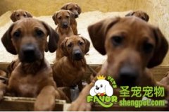 家养的狗狗要怎么购买呢