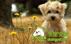 购买狗狗需要做好哪些准备