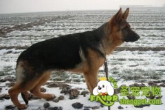 狗狗的项圈该怎么选