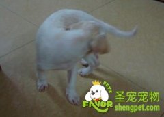 聪明的狗狗训练之转圈