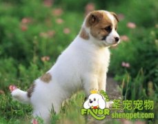 炎热的夏季如何管理狗狗