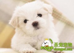 新买的狗狗为何会生病