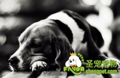 夏季如何防止狗狗中暑